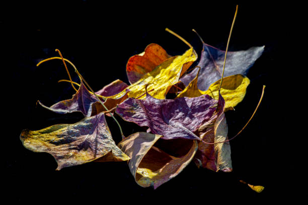 istock Colorful dry autumn leaves isolated on black background 1200674880