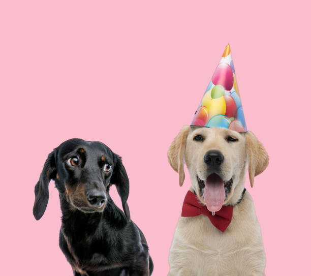 istock team of labrador retriever and teckel dachshund 1200674904