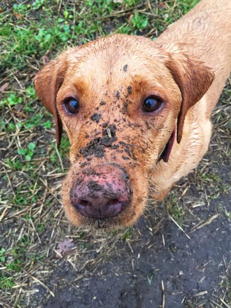Young Labrador lying in the mud looking cute