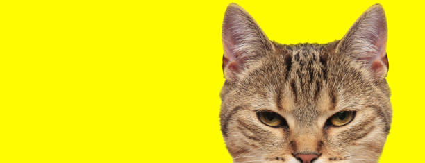 istock metis cat looking at camera with sleepy eyes 1200675136