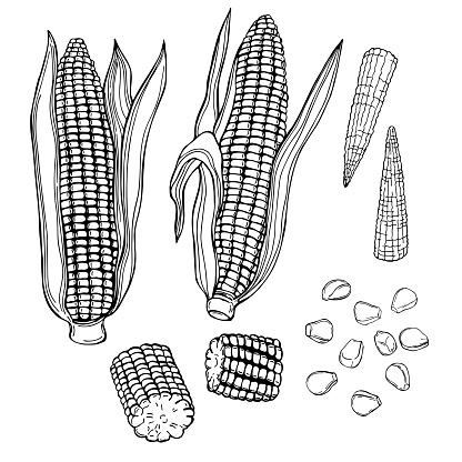 Hand drawn corn set. Vector sketch  illustration.