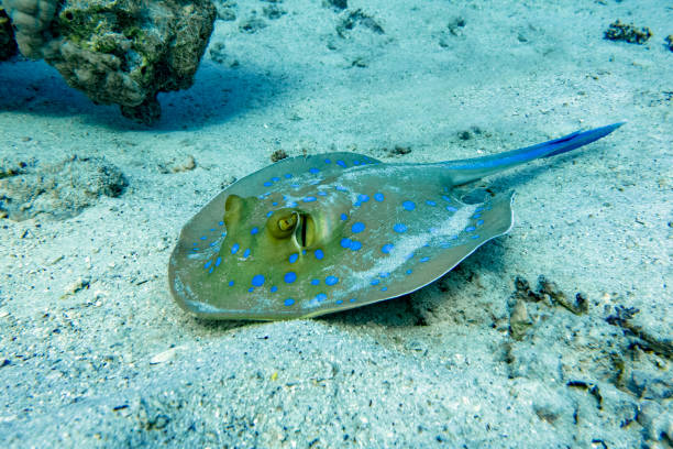istock Blue - spotted stingray in Red sea, close up 1200676018