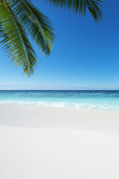 istock Exotic tropical beach with palm leaves copy space scene 1200676474