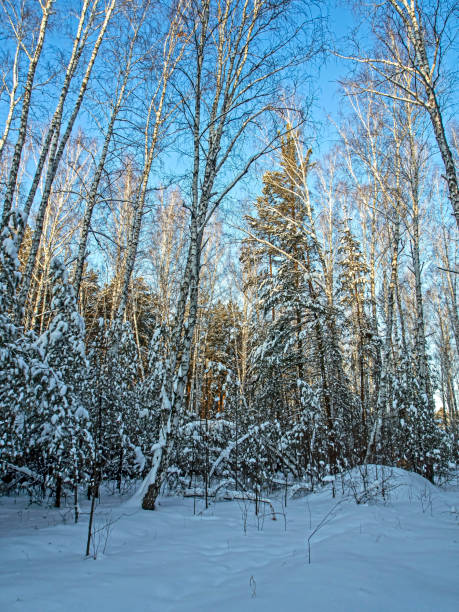 istock winter mixed forest in the southern Urals 1200677303