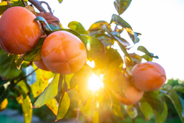 Persimmon fruit in tree ripe ready to harvest in Mediterranean