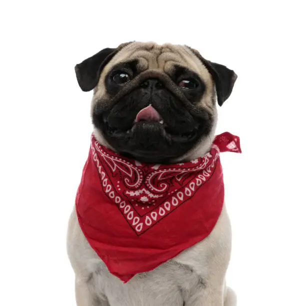 Charming pug panting and looking forward while wearing red bandana around his neck and sitting on white studio background