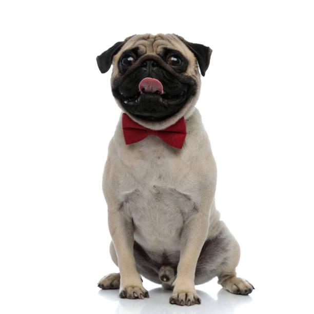 istock Lovely pug wearing a red bowtie and panting 1200677627
