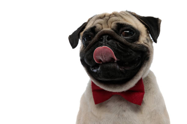 istock Charming pug wearing a red bow tie and panting 1200677641