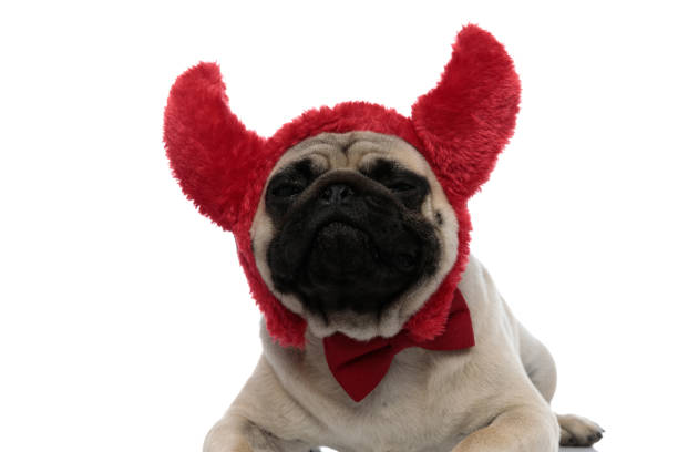istock Sleepy pug wearing bow tie and devil horns 1200677920