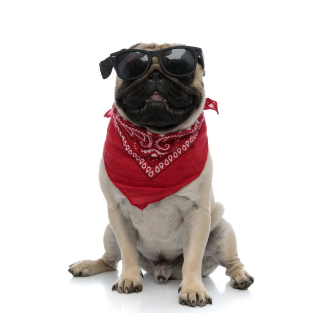 istock Cheerful pug smiling while wearing sunglasses and red bandana 1200678101