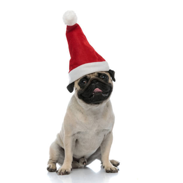 istock Lovely pug panting and wearing a Santa Clause hat 1200678184