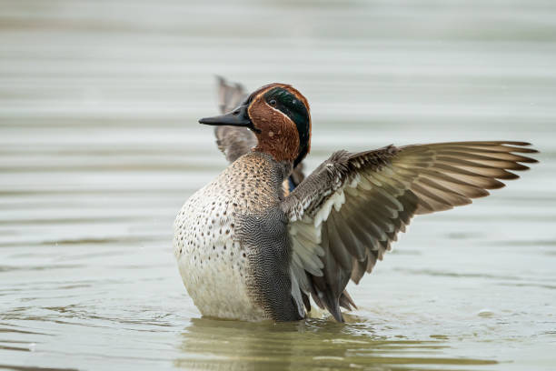 istock A Eurasian Teal (Anas crecca) flapping its wings in the water 1200678880