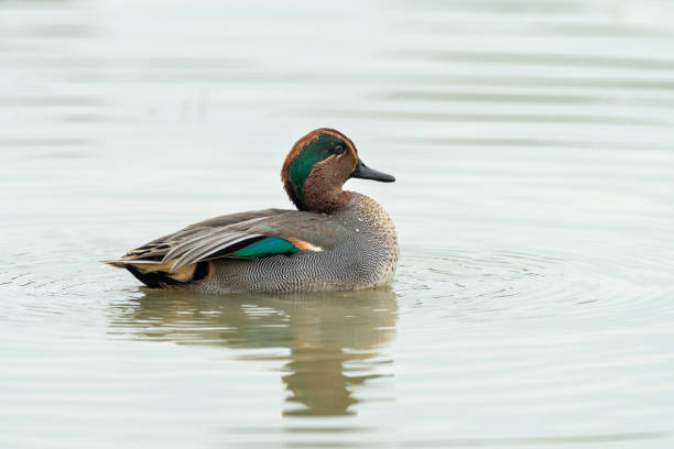 istock A Eurasian Teal (Anas crecca) swimming 1200678935
