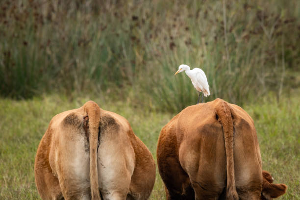 istock A Western Cattle Egret (Bubulcus ibis) standing on a brown cow 1200678971