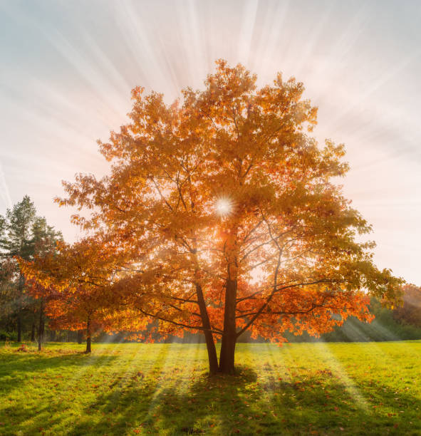 Red oaks on glade edge in backlight in autumn park
