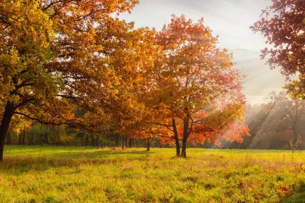 Photo of Red oaks on glade edge in autumn park at sunset