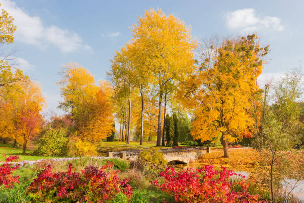 istock Fragment of autumn park with different trees, bridge over canal 1200679541