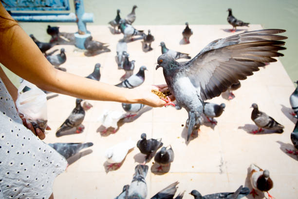 Woman park in Bangkok with pigeons