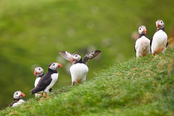Puffins on Mykines cliffs and atlantic ocean. Faroe islands birdwatching Puffins on Mykines cliffs and atlantic ocean. Faroe islands birdlife mykines faroe islands photos stock pictures, royalty-free photos & images