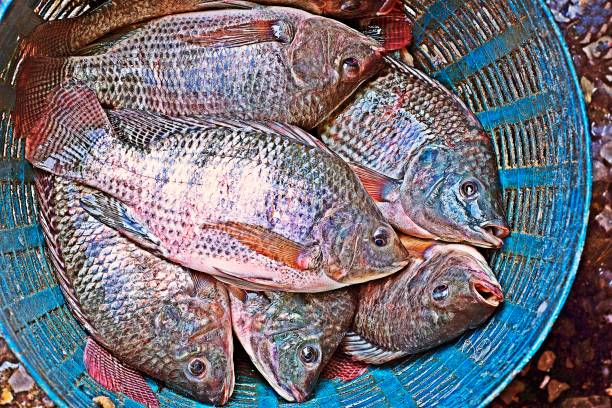 Fresh pomfret fish in Jagalchi Market, Busan, Korea