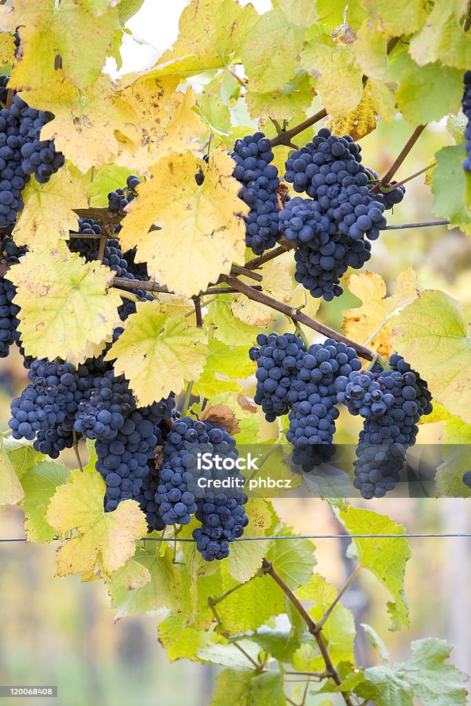 vineyard - Lizenzfrei Blatt - Pflanzenbestandteile Stock-Foto