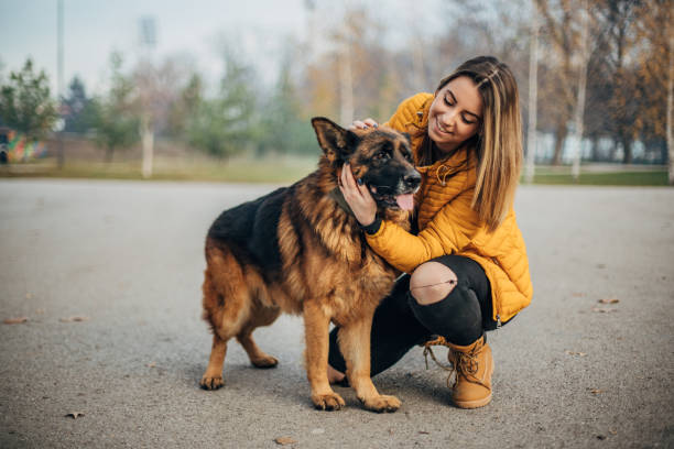 istock Young woman playing with Shepard dog 1200684546