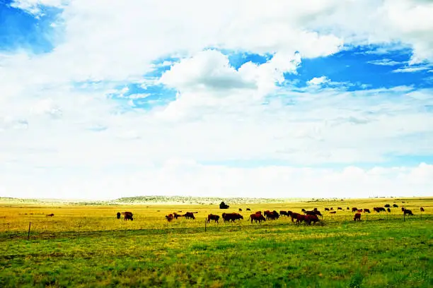A herd of cattle grazes calmly under lightly clouded sky.