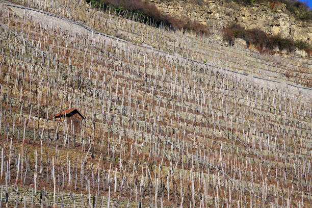 istock Vineyard with bare vines and equipment hut under a blue sky 1200686145