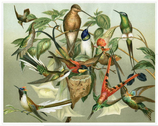 odmiana kolorowej ilustracji kolibera - egzotyczny ptak obrazy stock illustrations
