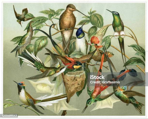 Odmiana Kolorowej Ilustracji Kolibera - Stockowe grafiki wektorowe i więcej obrazów Ptak - Ptak, Ilustracja, Staromodny