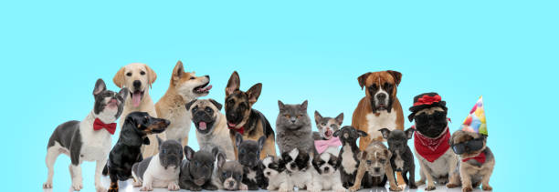 istock happy large group of animals standing together 1200690483