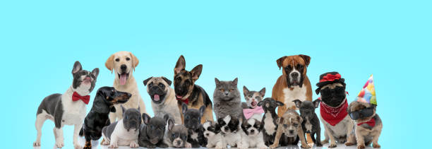 istock curious looking cats and dogs of different breeds 1200690831