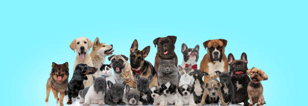 istock large group of animals having a good time all together 1200690934