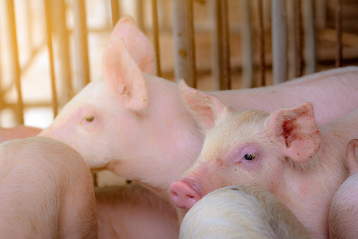 Little pig in farm. Small pink piglet. African swine fever and swine flu concept. Livestock farming. Pork meat industry. Healthy and cute pig in stall or barn. Mammal animal. Swine breeding.