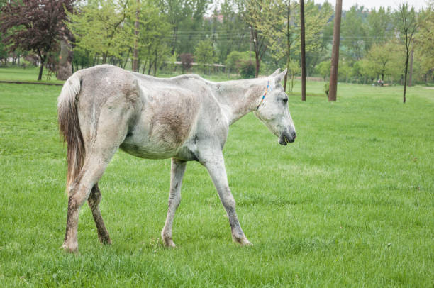 a scrawny white horse standing on meadow