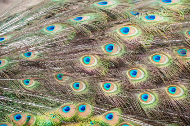 istock closeup tail of male peacock as a background 1200692730