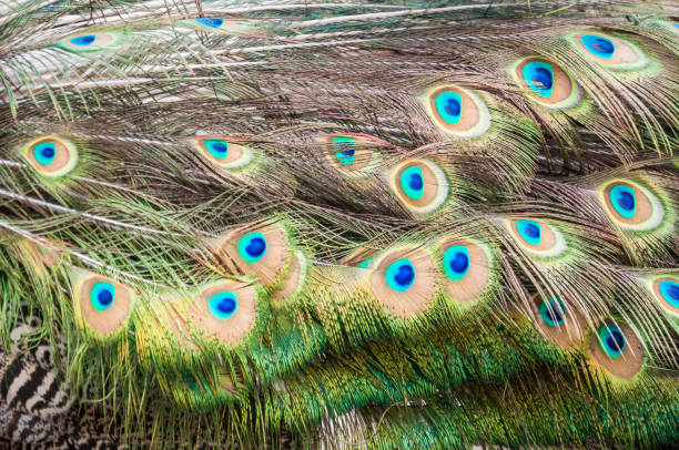 istock closeup tail of male peacock as a background 1200692735