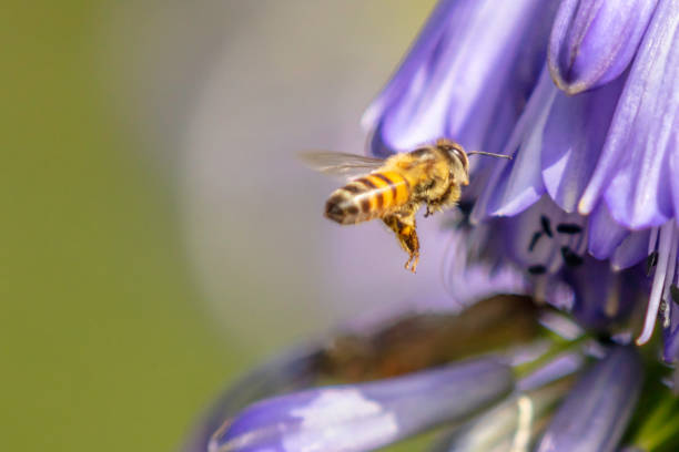 istock Flying honey bee on an african lily flower 1200695059