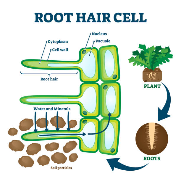 istock Root hair cell collecting mineral nutrients and water from soil, biological labeled plant system diagram 1200695202