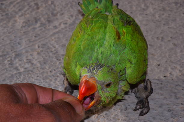 The parrot's paw in the cage