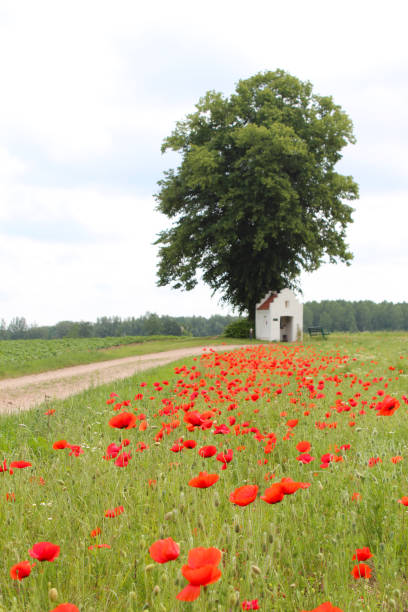 A field of poppies leads us to the chapel door.