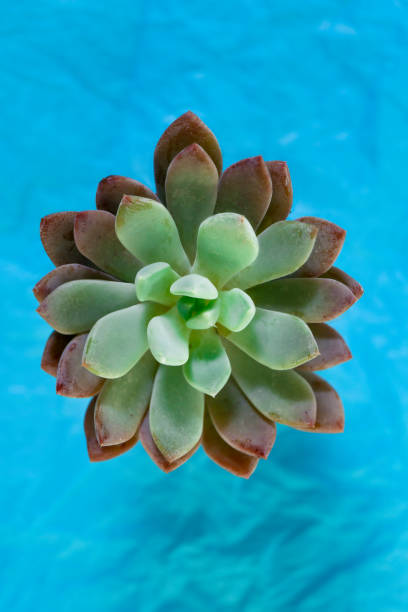 istock Sedum succulent plants. Botanical botanical background 1200696874