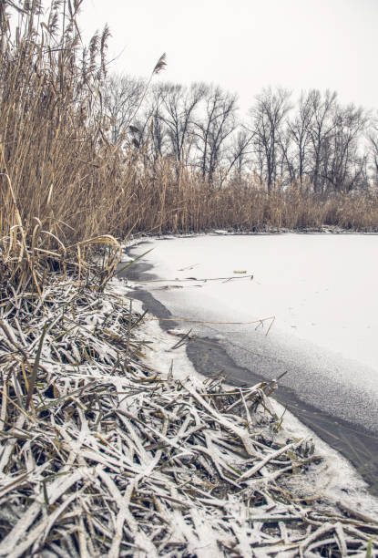 istock Early spring on the river bank. Melting ice and dry reed 1200697785