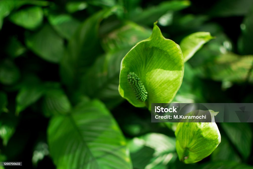 green anthurium green leaves and anthurium Anthurium Stock Photo