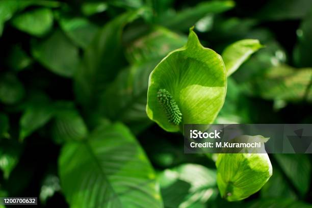 Green Anthurium Stock Photo - Download Image Now - Anthurium, Australia, Botanical Garden