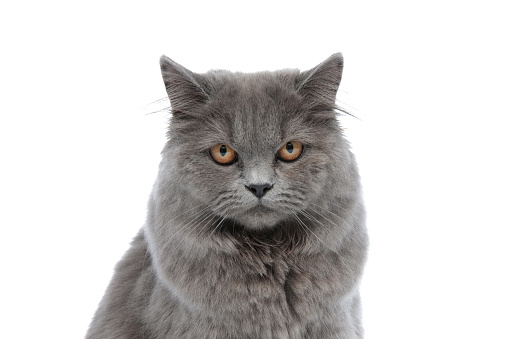 close up of a lovely british longhair cat with gray fur sitting and staring at camera serious against white studio background