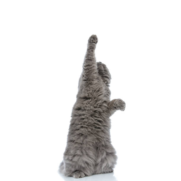 brytyjski długowłosy kot stojący i podnoszący jedną łapę w górę - animal back zdjęcia i obrazy z banku zdjęć