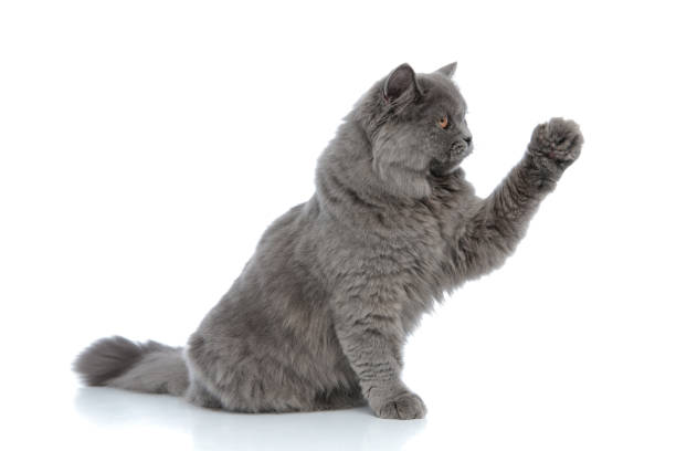 british longhair cat sitting and attacking with one paw up side view of a little british longhair cat with gray fur sitting and attacking with one paw up against white studio background grey cat white paws stock pictures, royalty-free photos & images