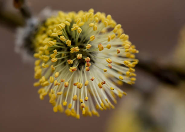 istock Beautiful, fluffy yellow kidney of a goat willow (Salix caprea) with pollen, on a dim front, on a warm spring day. Macro. 1200701327