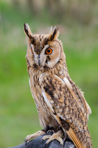 istock eagle owl, nocturnal bird of prey 1200702169